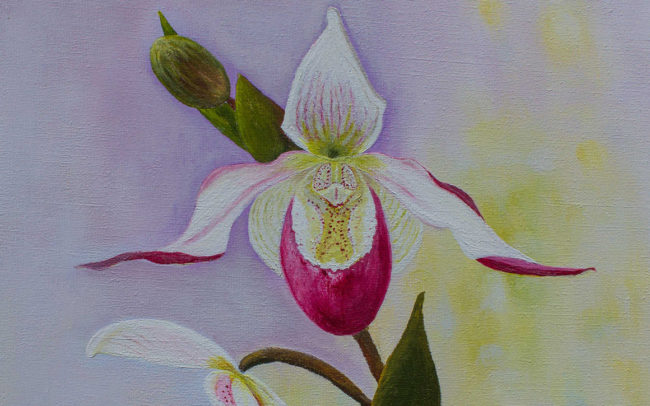 Orchidee detail