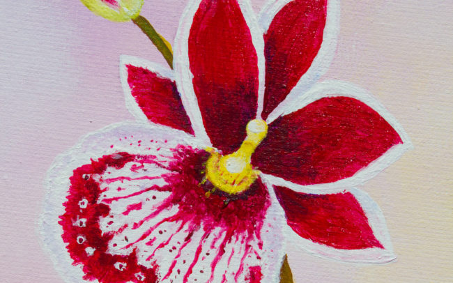Orchidee rood